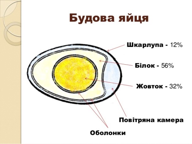 Будова яйця
Шкарлупа - 12%
Білок - 56%
Жовток - 32%
Повітряна камера
Оболонки
 